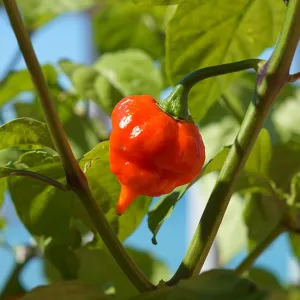 Naga Viper Pepper Seeds